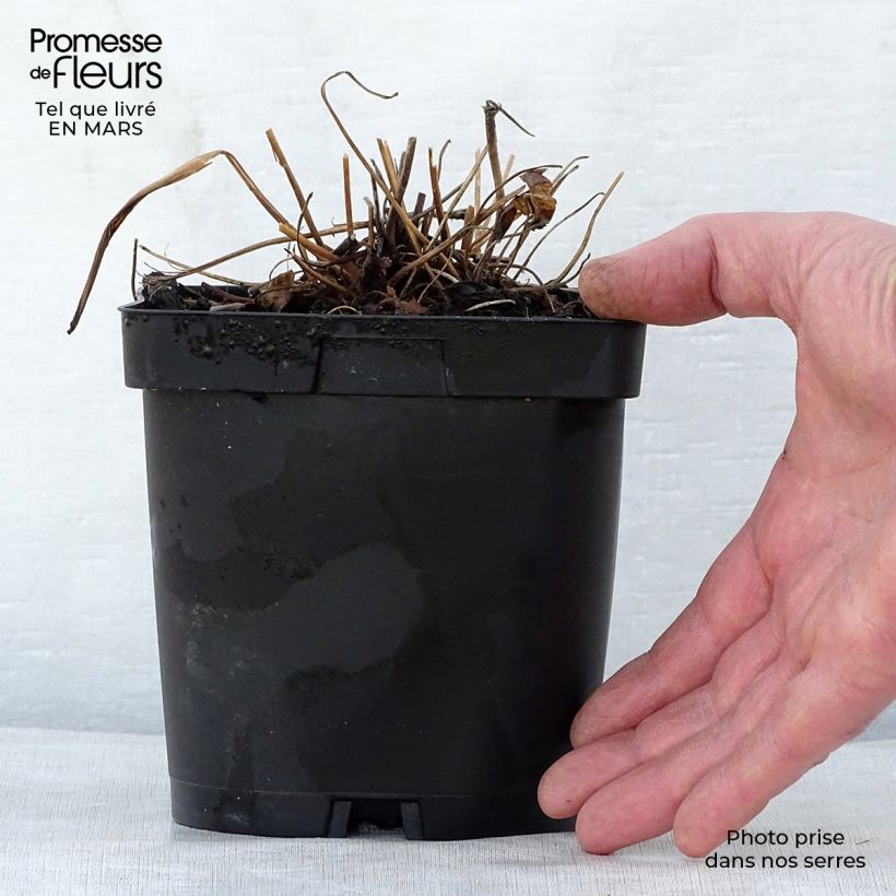 Spécimen de Anémone du Japon Prinz Heinrich - Anemone hupehensis Pot de 2L/3L tel que livré au printemps