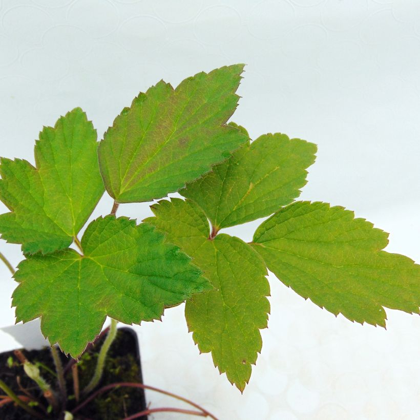 Anémone du Japon Robustissima - Anemone tomentosa (Foliage)