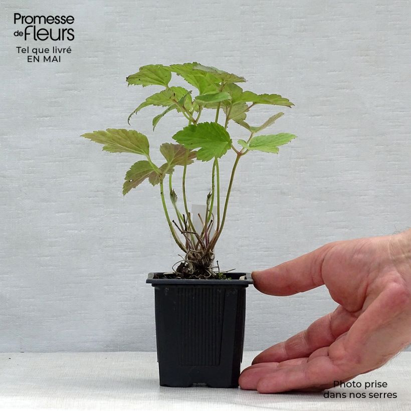 Example of Anémone du Japon Robustissima - Anemone tomentosa Godet de 8/9 cm as you get in printemps