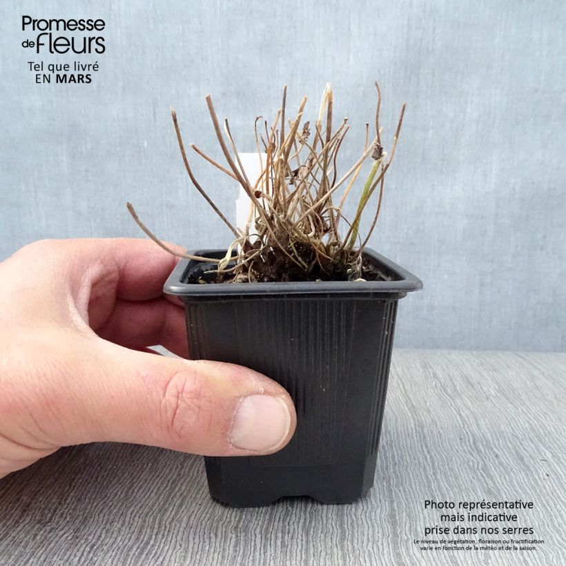 Example of Anémone du Japon Rubra Plena - Anemone hybrida Godet de 8/9 cm as you get in printemps