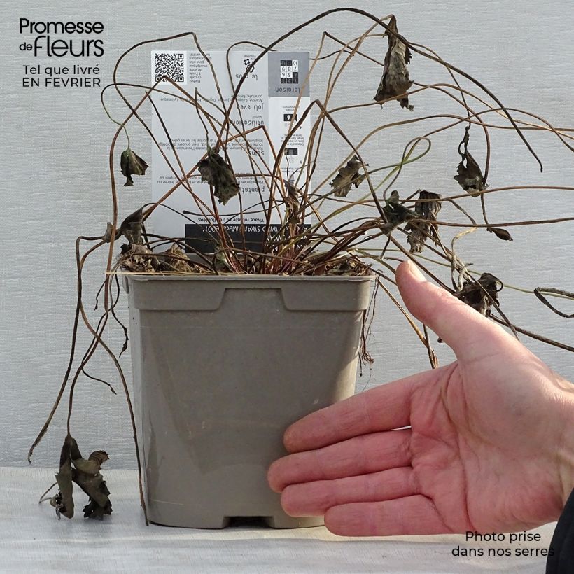 Example of Anémone japonaise Wild Swan Pot de 2L/3L as you get in hiver