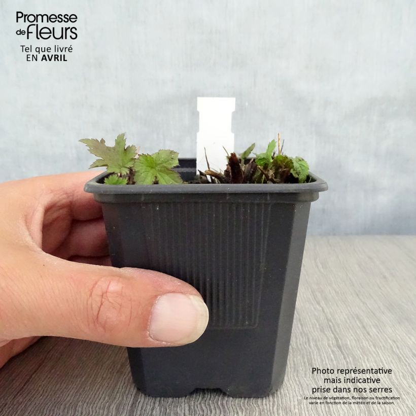 Example of Anemone hupehensis Praecox Godet de 8/9 cm as you get in printemps