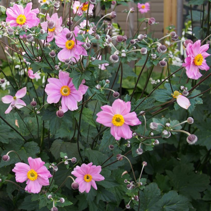 Anémone du Japon Rubra Plena - Anemone hybrida (Plant habit)