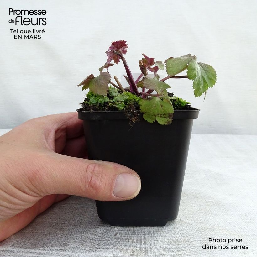 Spécimen de Anemone hybride Dainty Swan - Anémone japonaise bicolore Godet de 8/9 cm tel que livré au printemps