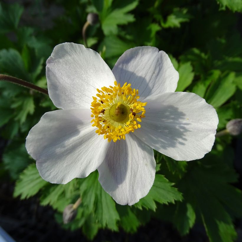 Anemone hybride Elfin Swan - Anémone japonaise. (Flowering)