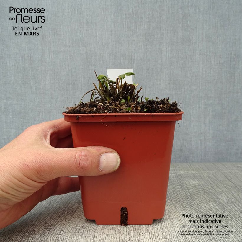 Example of Anémone hybride Snow Angels Pot de 1L/1,5L as you get in printemps