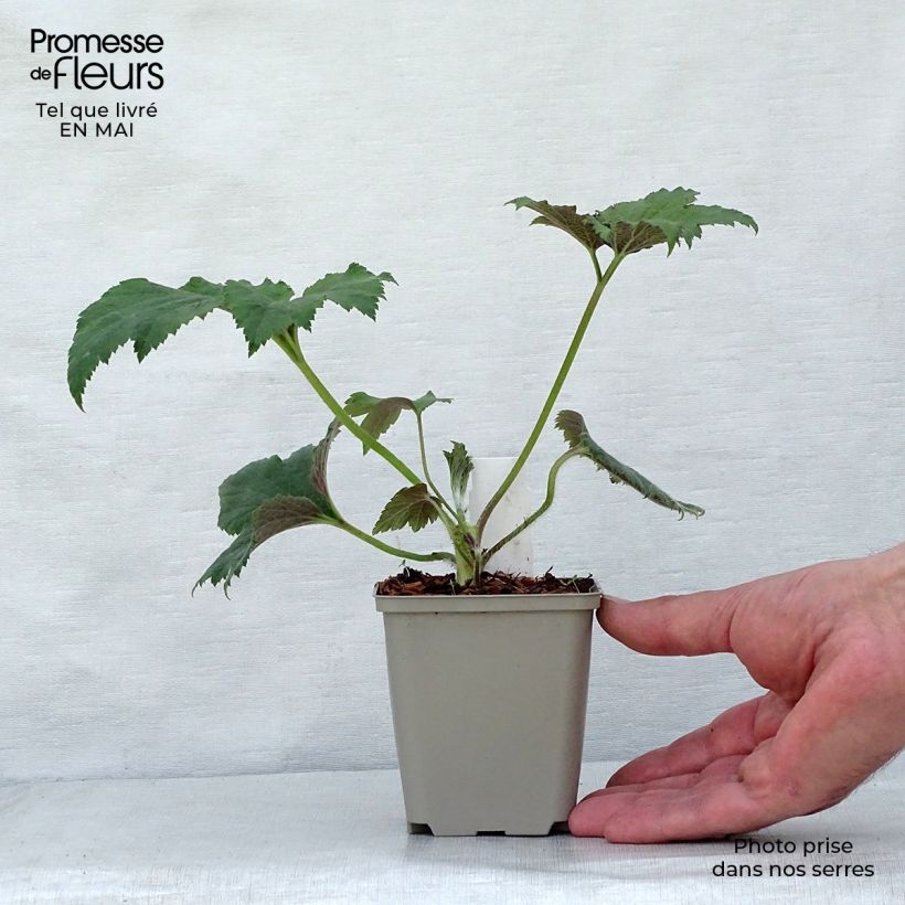 Spécimen de Anemone hybride Tiki Sensation Godet de 8/9 cm tel que livré au printemps