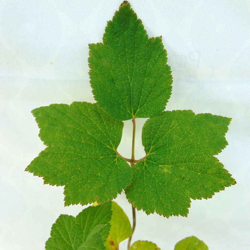 Anémone japonaise Andrea Atkinson - Anemone (x) hybrida (Foliage)