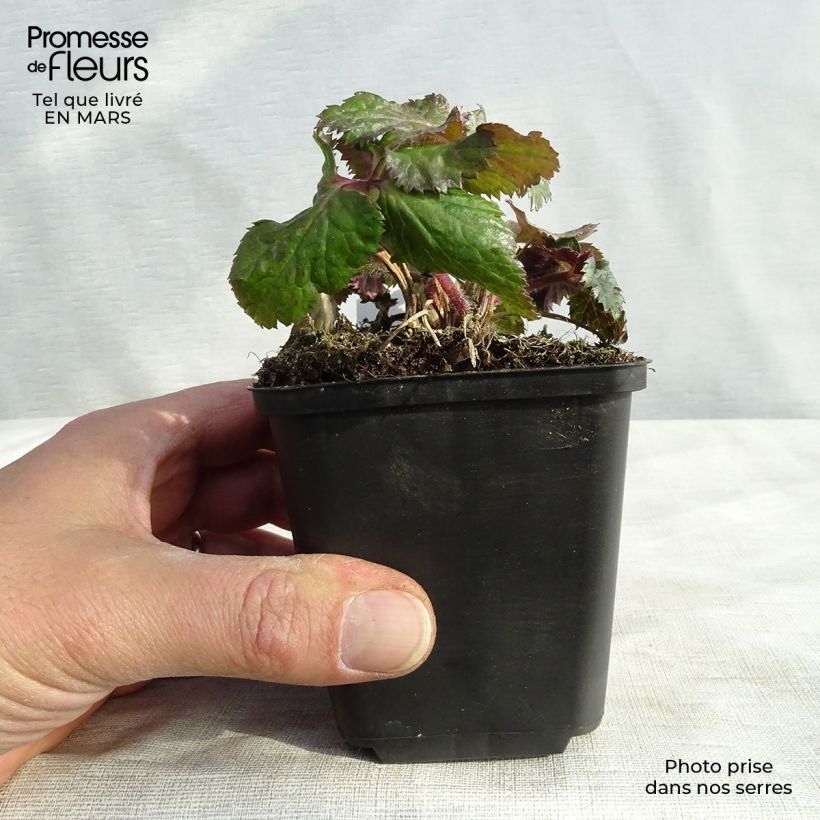 Example of Anémone japonaise Dreaming Swan Godet de 8/9 cm as you get in printemps