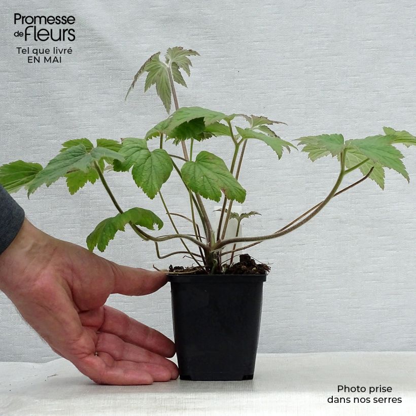 Spécimen de Anémone japonaise Hadspen Abundance Godet de 8/9 cm tel que livré au printemps