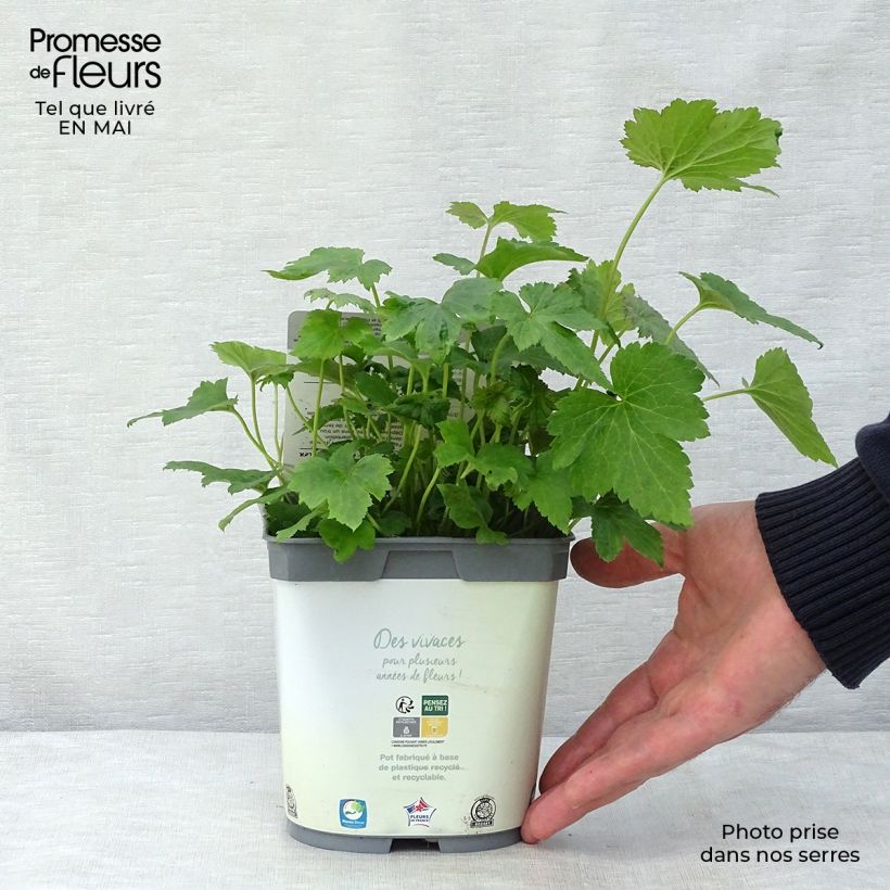 Example of Anémone japonaise Honorine Jobert Pot de 2L/3L as you get in printemps
