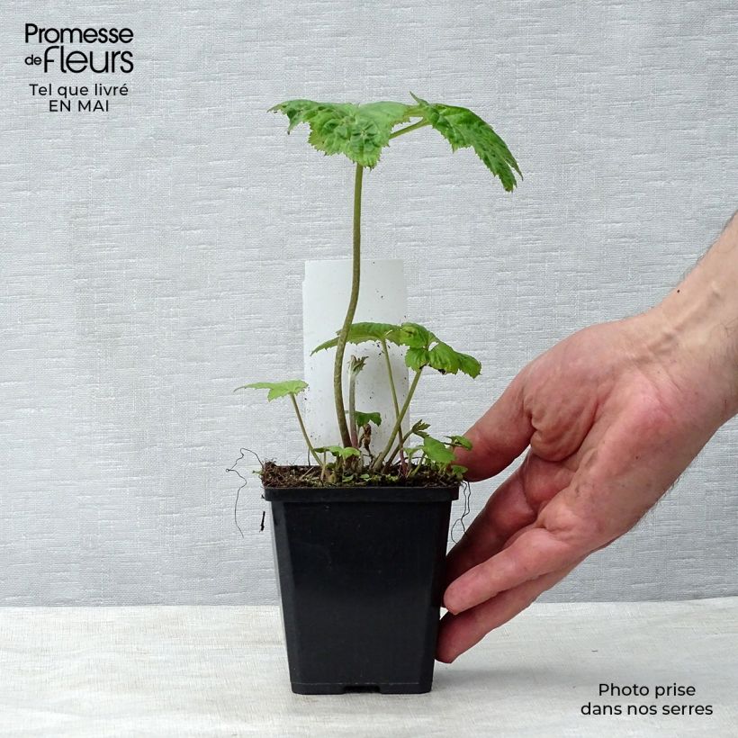 Example of Anémone japonaise Honorine Jobert Godet de 8/9 cm as you get in printemps