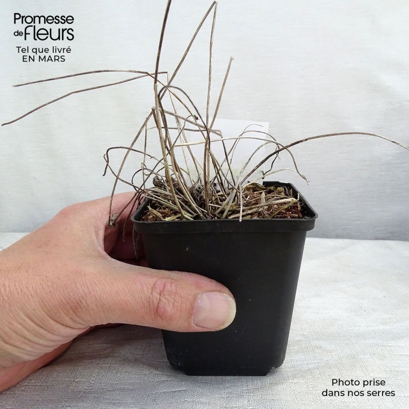 Example of Anémone japonaise Margarete Godet de 8/9 cm as you get in printemps