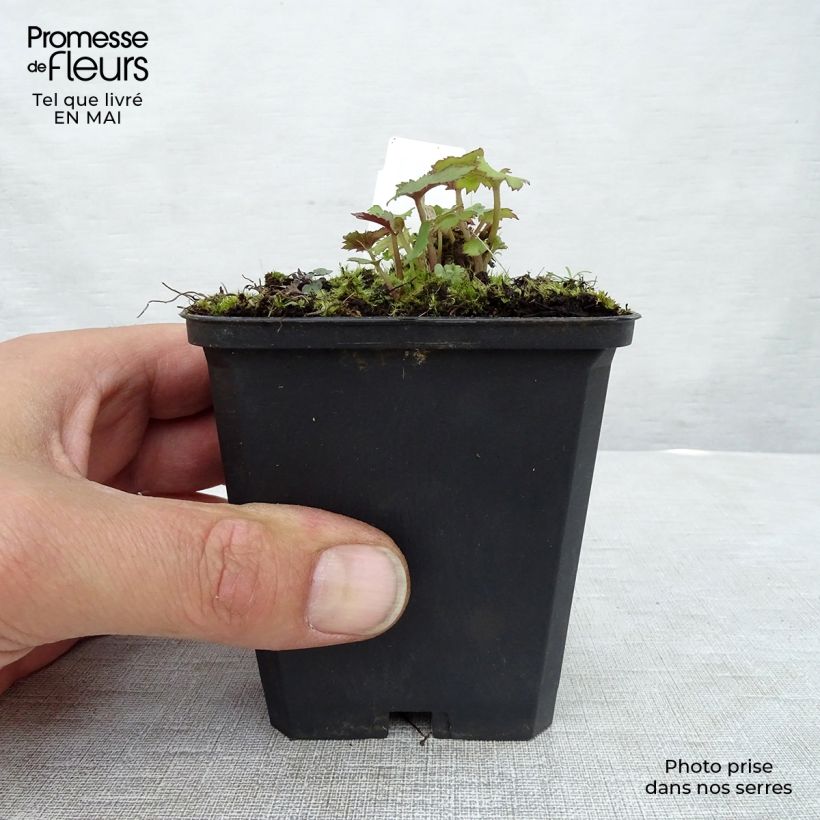 Example of Anémone japonaise Mont Rose Godet de 8/9 cm as you get in printemps