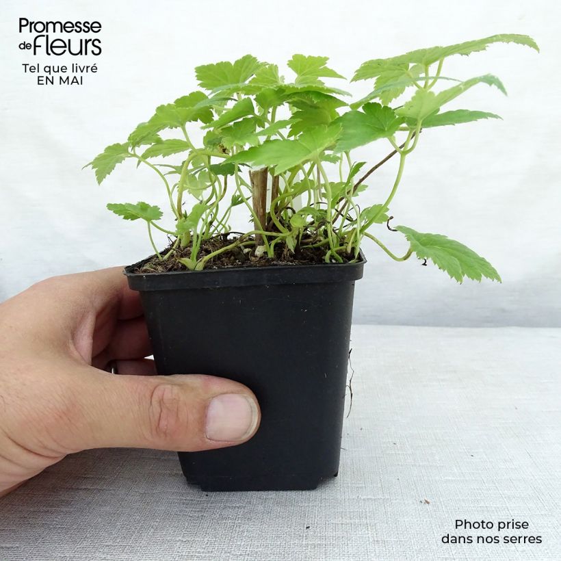 Example of Anémone japonaise Pretty Lady Maria Godet de 8/9 cm as you get in printemps