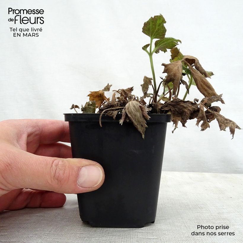 Example of Anémone japonaise Pretty Lady Susan Godet de 8/9 cm as you get in printemps