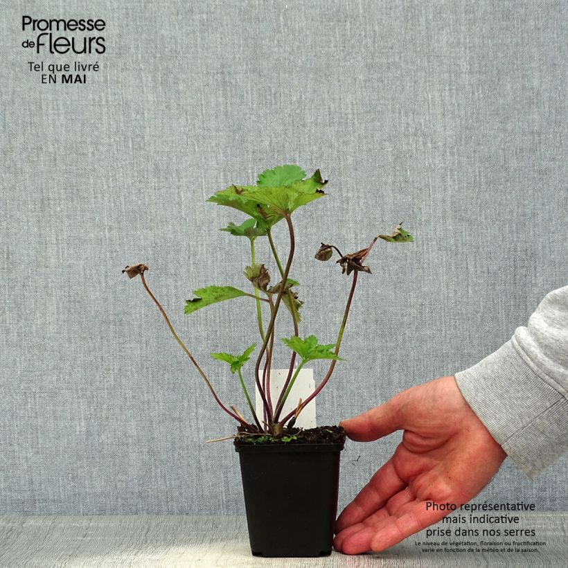 Example of Anémone japonaise Regal Swan Godet de 8/9 cm as you get in printemps