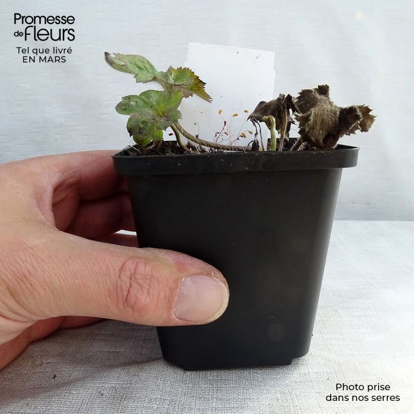 Example of Anémone japonaise Reine Charlotte Godet de 8/9 cm as you get in printemps