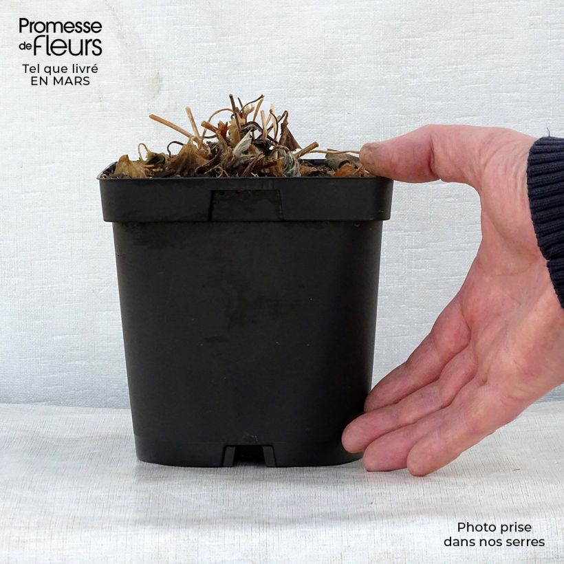 Example of Anémone japonaise Reine Charlotte Pot de 2L/3L as you get in printemps