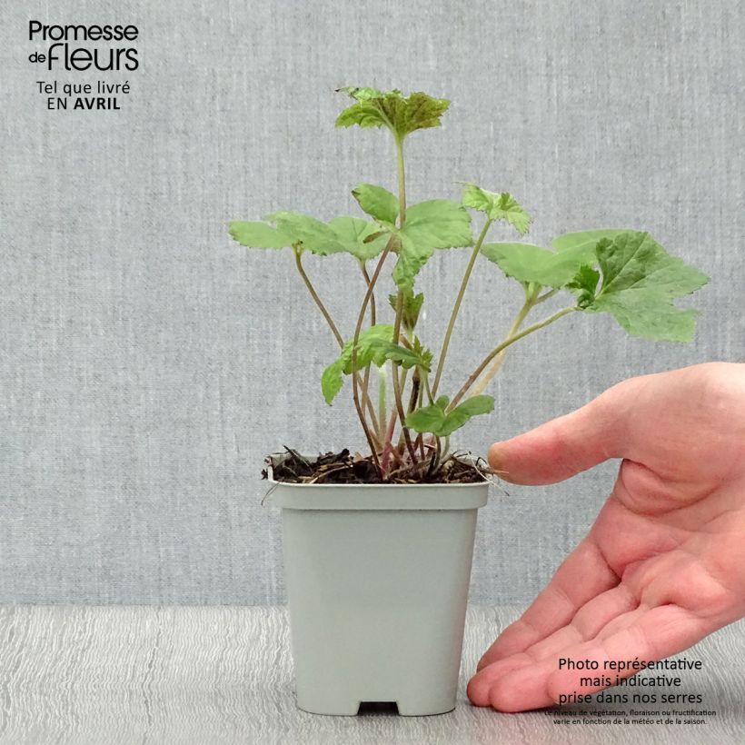 Example of Anémone japonaise Richard Ahrens Godet de 8/9 cm as you get in printemps