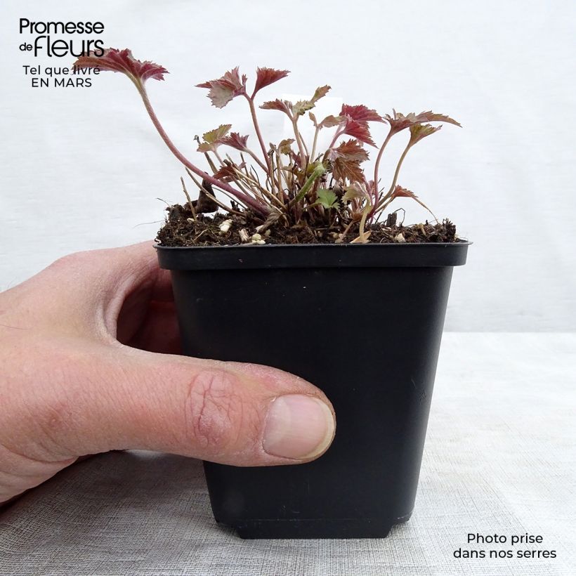 Example of Anémone japonaise Splendens - Anemone hupehensis var.japonica Godet de 8/9 cm as you get in printemps