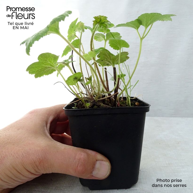 Example of Anémone japonaise Whirlwind Godet de 8/9 cm as you get in printemps