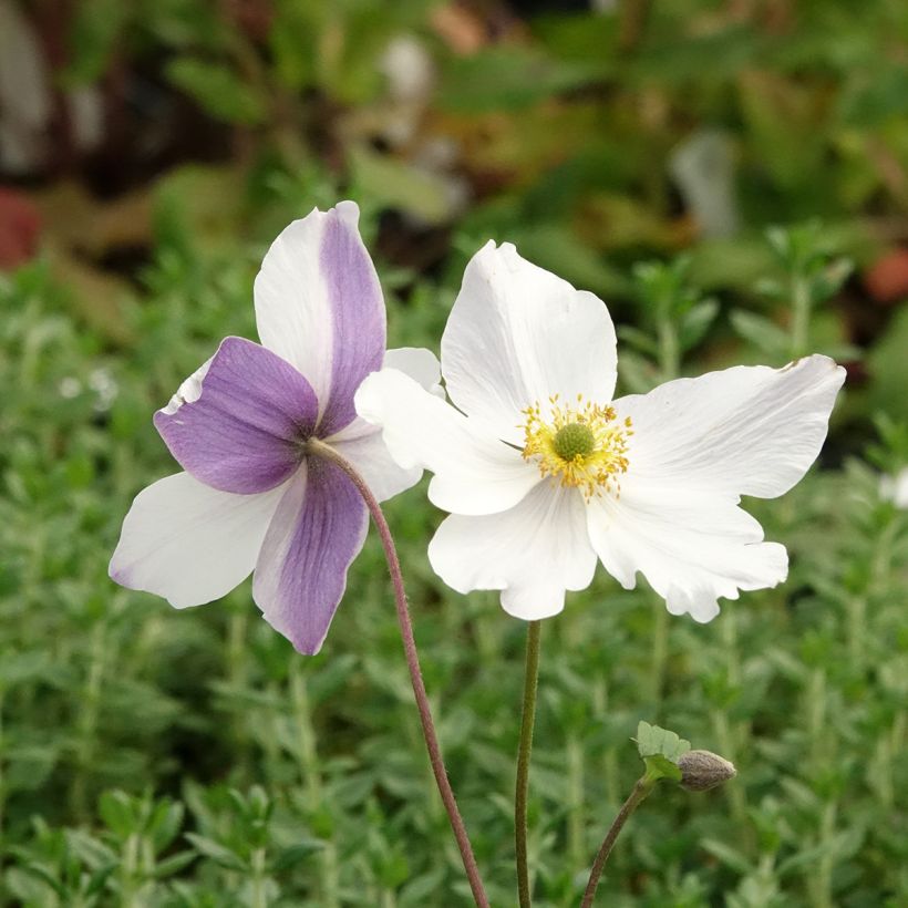 Anémone japonaise Wild Swan (Floraison)