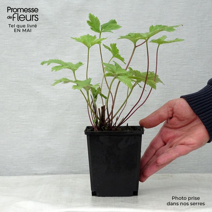 Example of Anémone japonaise Wild Swan Godet de 8/9 cm as you get in printemps