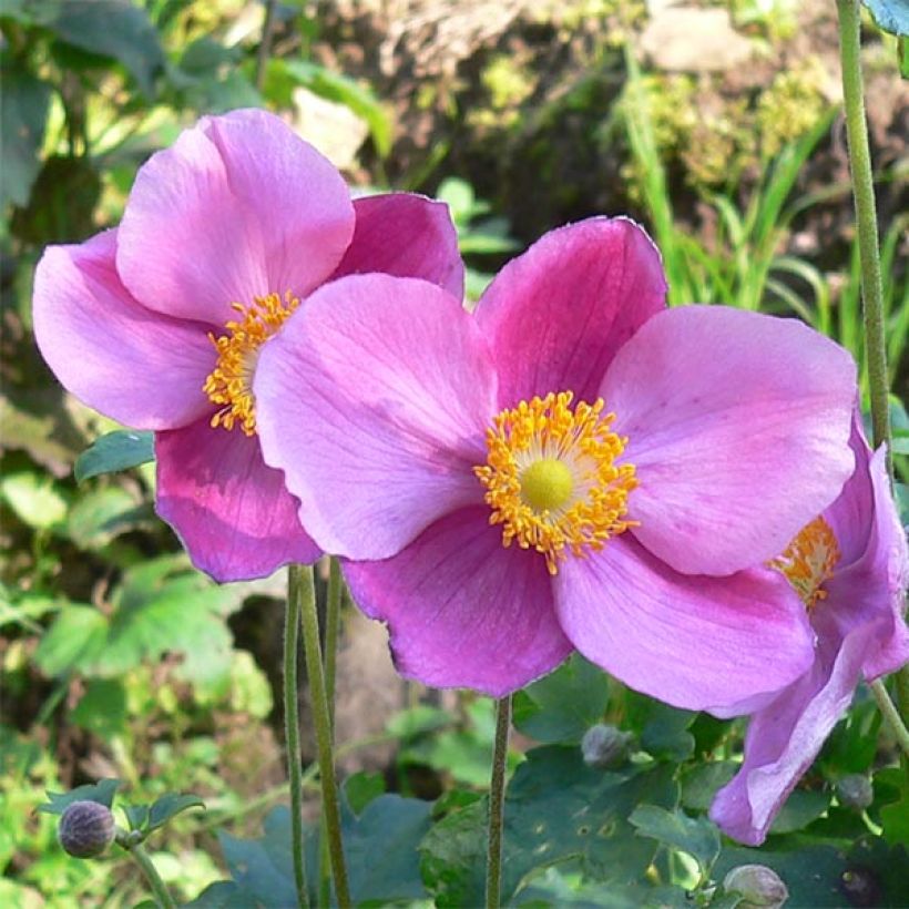 Anémone japonaise Splendens - Anemone hupehensis var.japonica (Flowering)