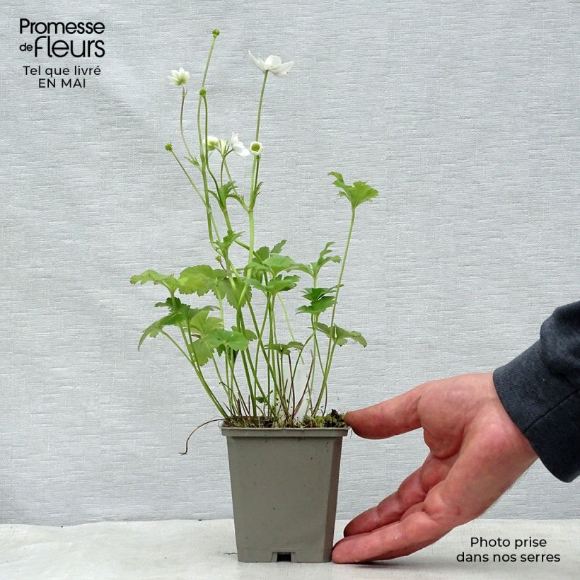 Example of Anemone leveillei Godet de 8/9 cm as you get in printemps