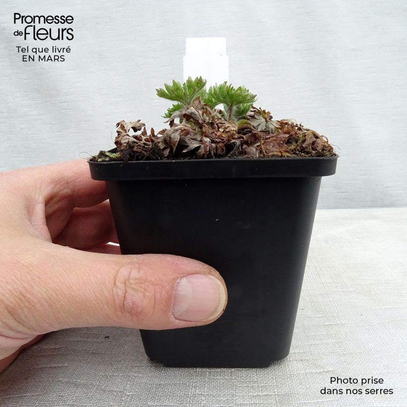 Spécimen de Anémone multifida Major - Anémone multifide Godet de 8/9 cm tel que livré au printemps