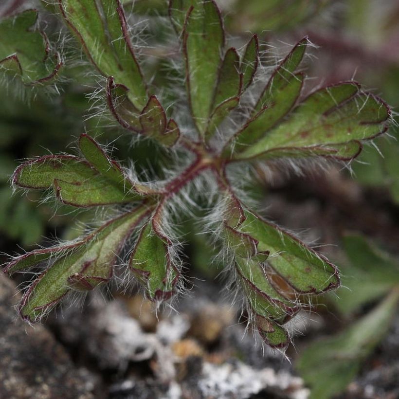 Anemone multifida Rosea - Anémone multifide (Foliage)
