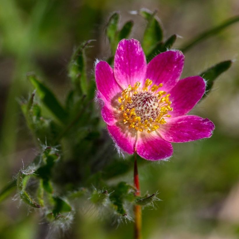Anemone multifida Rosea - Anémone multifide (Flowering)