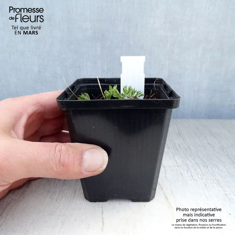 Example of Anemone multifida Rosea - Anémone multifide Godet de 8/9 cm as you get in printemps