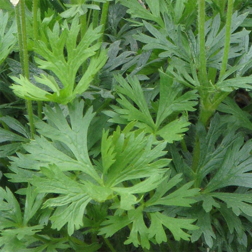 Anemone multifida Rubra - Anémone multifide (Foliage)