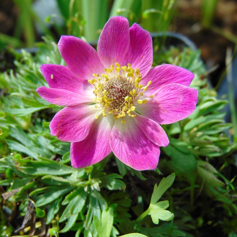 Anemone multifida Rubra - Anémone multifide (Flowering)