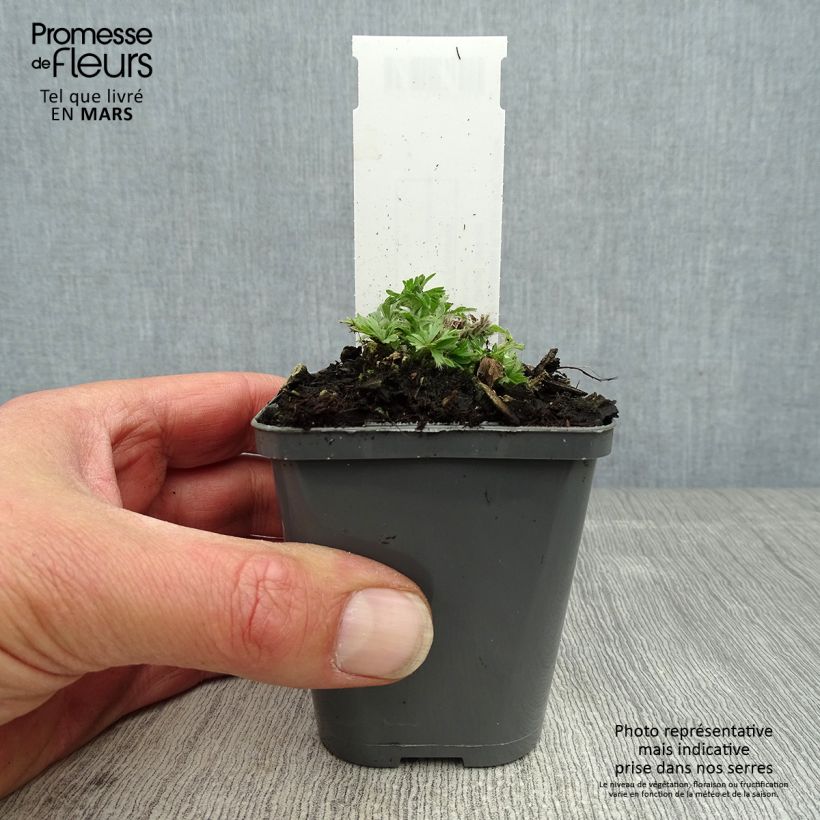 Example of Anemone multifida Rubra - Anémone multifide Godet de 8/9 cm as you get in printemps