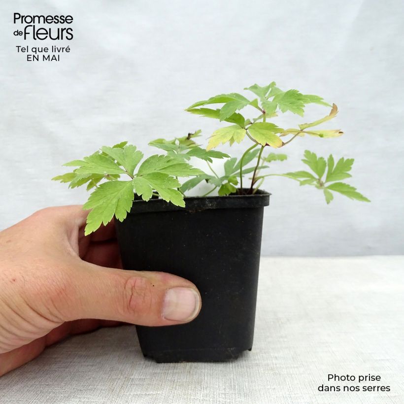 Example of Anemone nemorosa - Anémone des bois Godet de 8/9 cm as you get in printemps