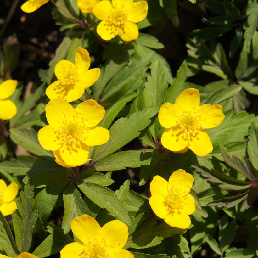 Anemone ranunculoides - Anémone fausse renoncule (Flowering)