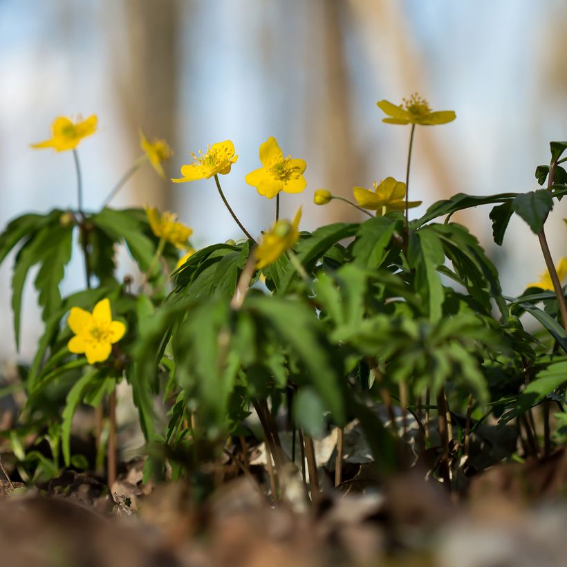 Anemone ranunculoides - Anémone fausse renoncule (Plant habit)