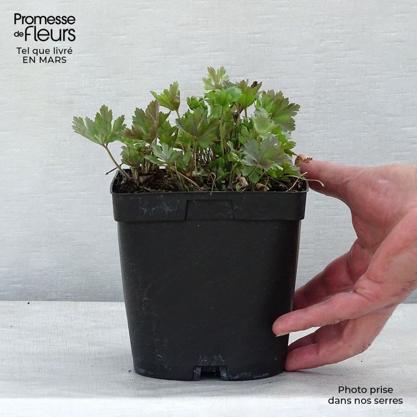 Example of Anémone sauvage - Anemone sylvestris Pot de 2L/3L as you get in printemps