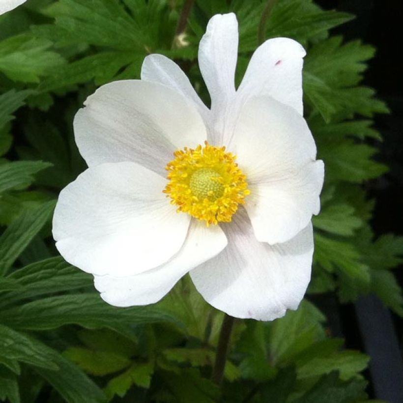 Anémone sauvage - Anemone sylvestris (Flowering)