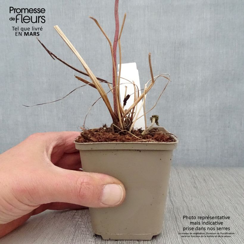 Example of Anemone tomentosa Albadura Godet de 8/9 cm as you get in printemps