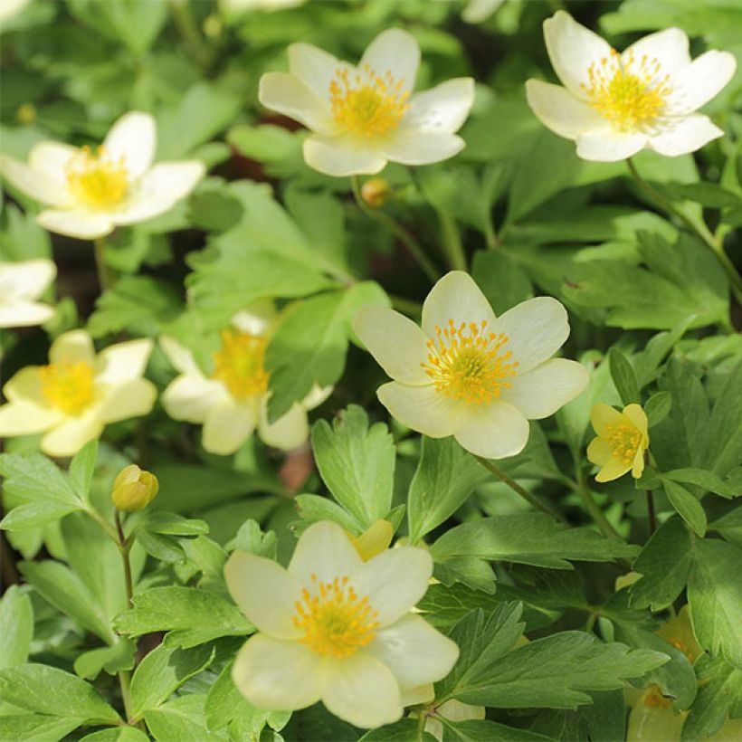 Anemone x lipsiensis - Anémone des bois (Flowering)