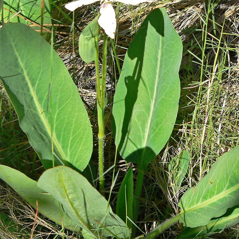 Anemopsis californica - Anémopsis de Californie (Foliage)