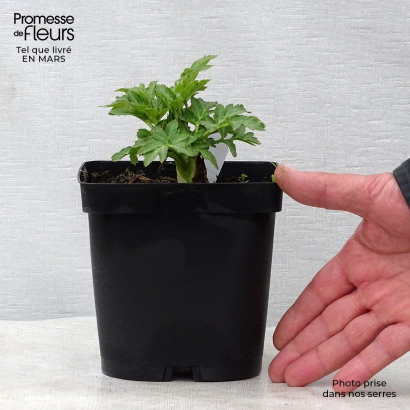 Example of Angelica gigas - Angélique rouge Pot de 2L/3L as you get in printemps