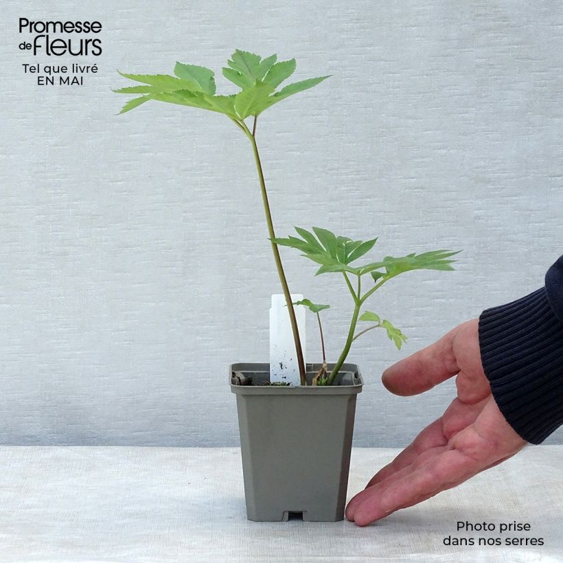 Example of Angelica gigas - Angélique rouge Godet de 8/9 cm as you get in printemps