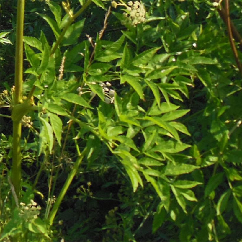 Angélique, Angelica heterocarpa (Feuillage)