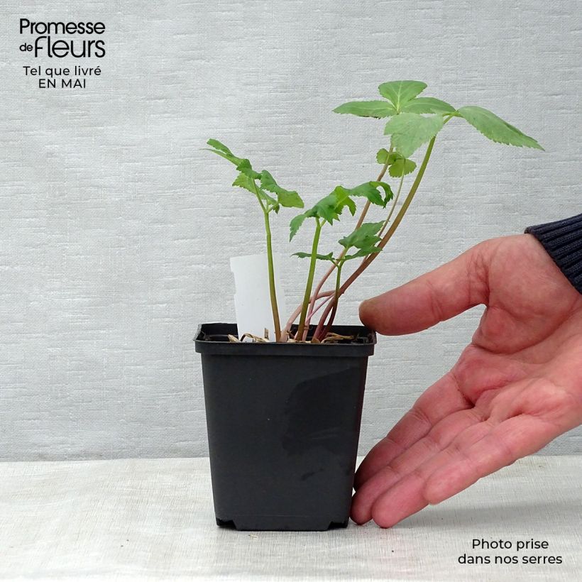 Example of Angélique officinale - Angelica archangelica Godet de 7/8 cm as you get in printemps