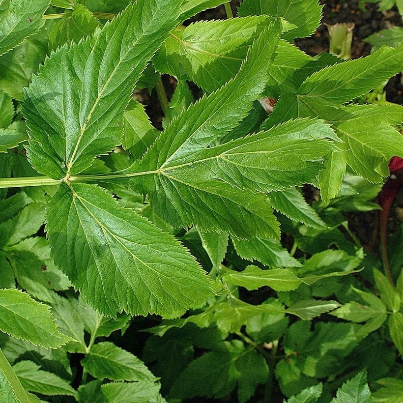 Angélique officinale - Angelica archangelica (Foliage)